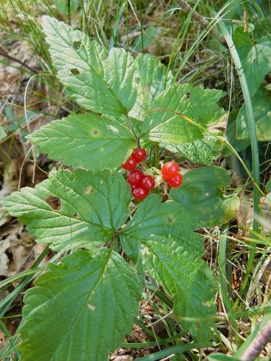 rosacea - Rubus saxatilis